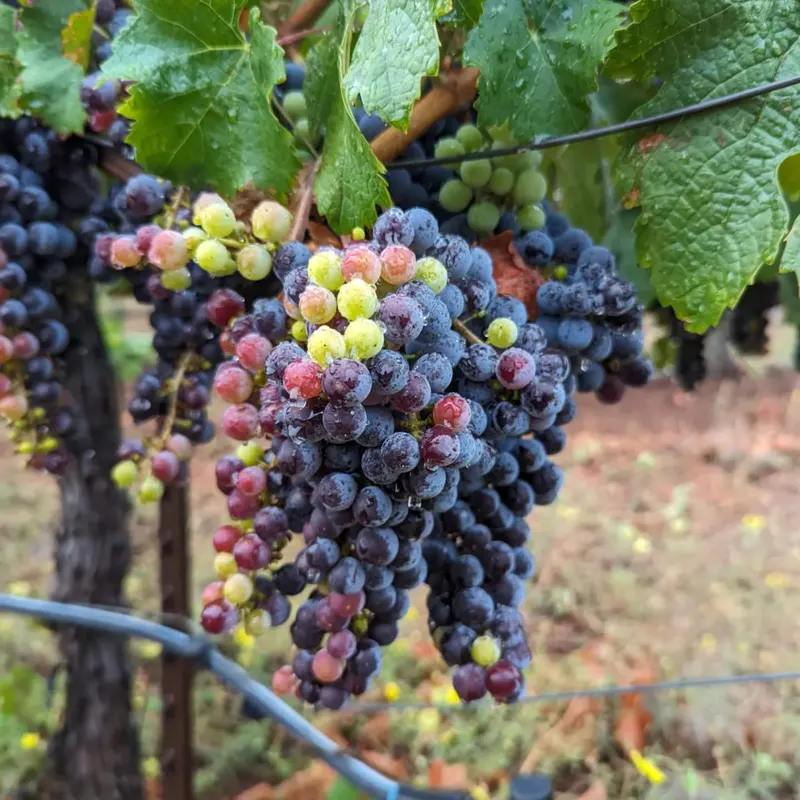 Estate-grown grapes ripening on the vine at Biama Vineyard, Apple Hill