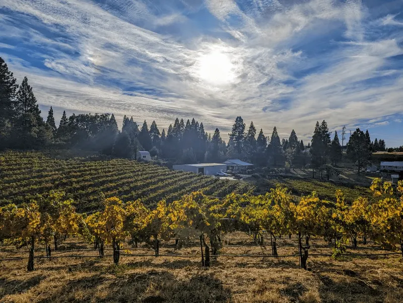 Biama Vineyard at sunset